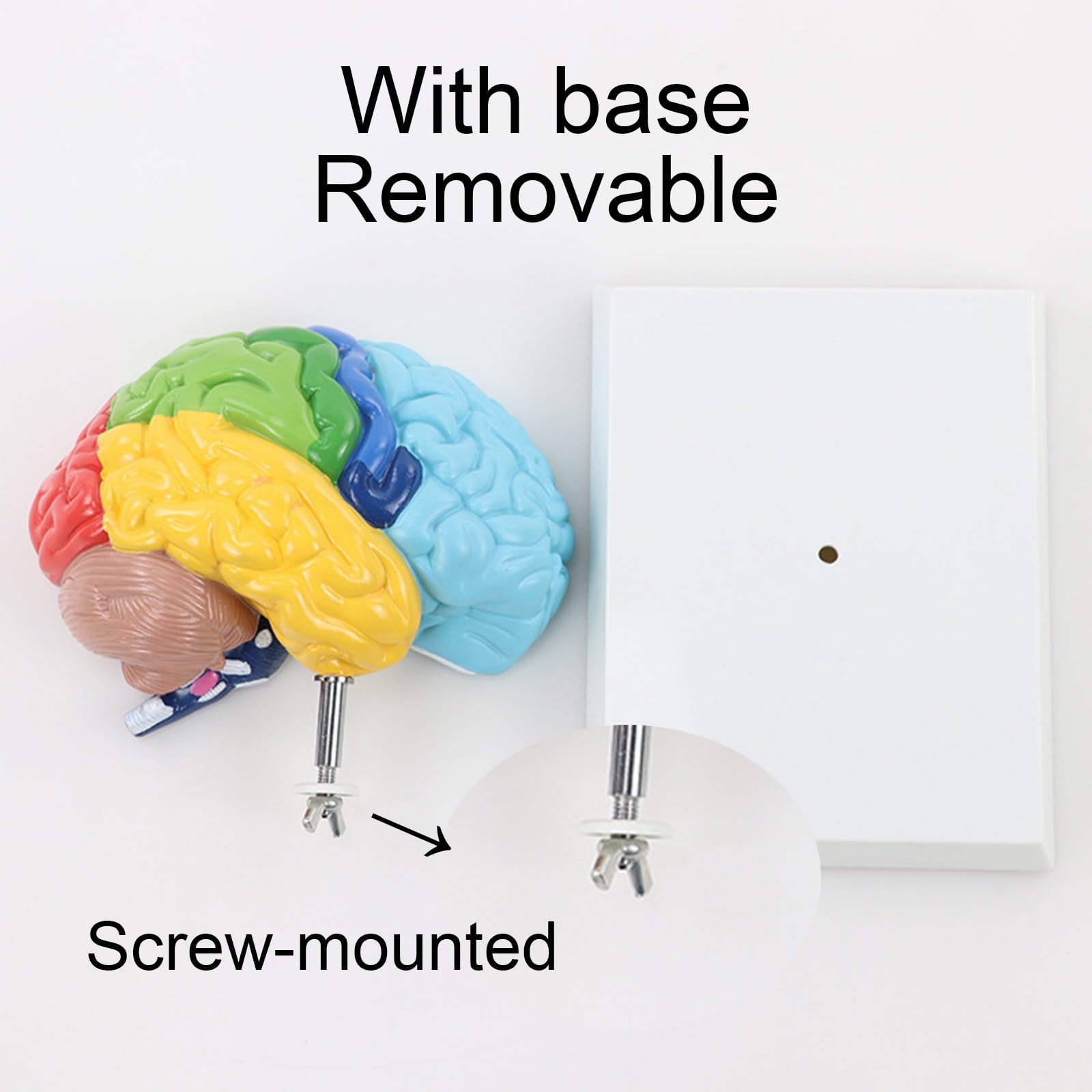 Modelo Anatómico del Hemisferio Derecho 1:1 con Base para Enseñanza | Modelo Cerebro Desmontable para Estudio de Arterias Cerebrales y Herramienta Educativa de Divulgación