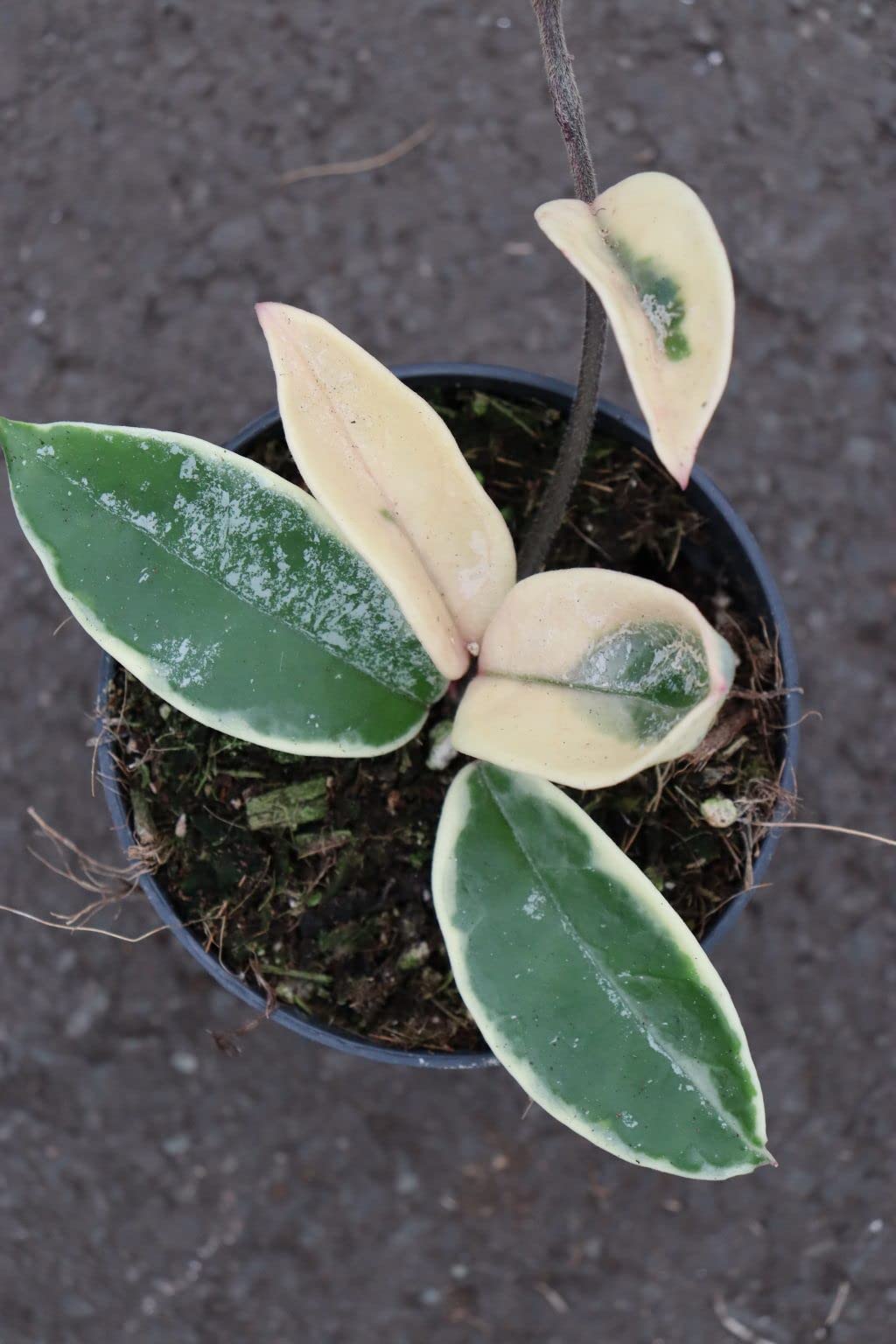 Amazon.com : Hoya Krimson Queen - Live Plant in a 4 Inch Pot