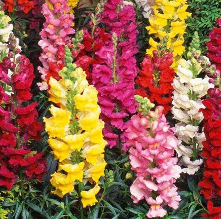 Antirrhinum Mixed Flower Seeds (Pack of 100 Seeds) (B07F894X1K) Amazon Price History, Amazon Price Tracker