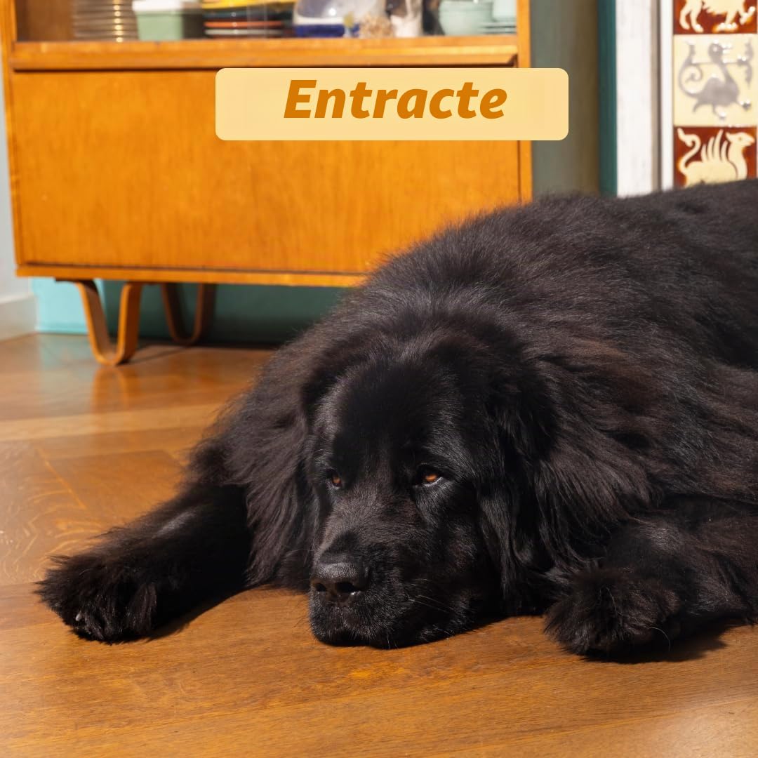 Edgard & Cooper Nourriture à base de plantes pour chiens adultes – Carotte et courgette, 7 kg – Fabriquée avec délicieusement Ella, protéines végétaliennes, ingrédients naturels et sans OGM, meilleure