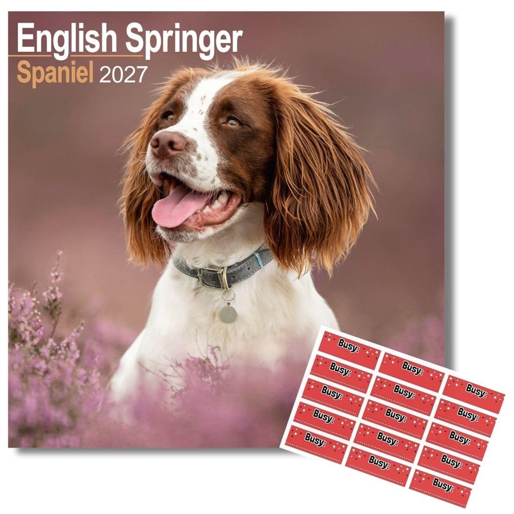 Avonside English Springer Spaniel 2027 Calendar with Organisational Stickers, 16 Month Square Wall Calendar (Sept 2026 - Dec 2027), Planner for Dog Lovers, Home or Office, 116 x11.6 in