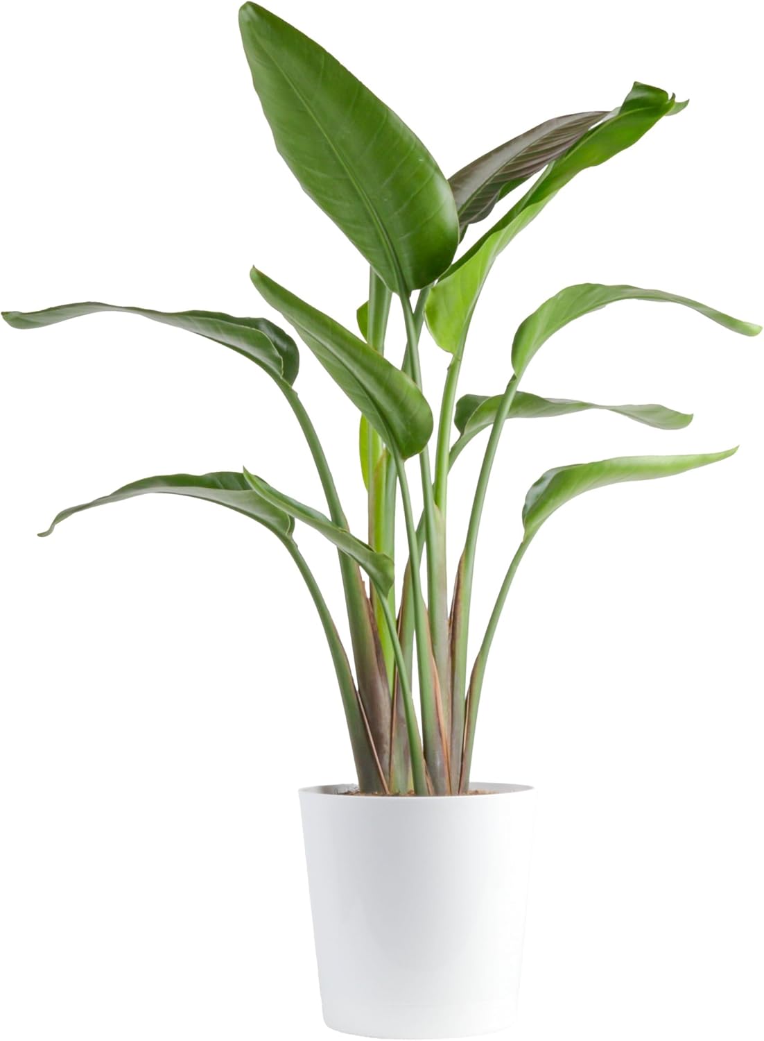 Costa Farms White Bird of Paradise, Strelitzia nicolai, Live Indoor Plant in Decor Planter Pot, Air-Purifying Tropical Houseplant, Housewarming Gift, Living Room, Office, and Home Decor, 3-4 Feet Tall
