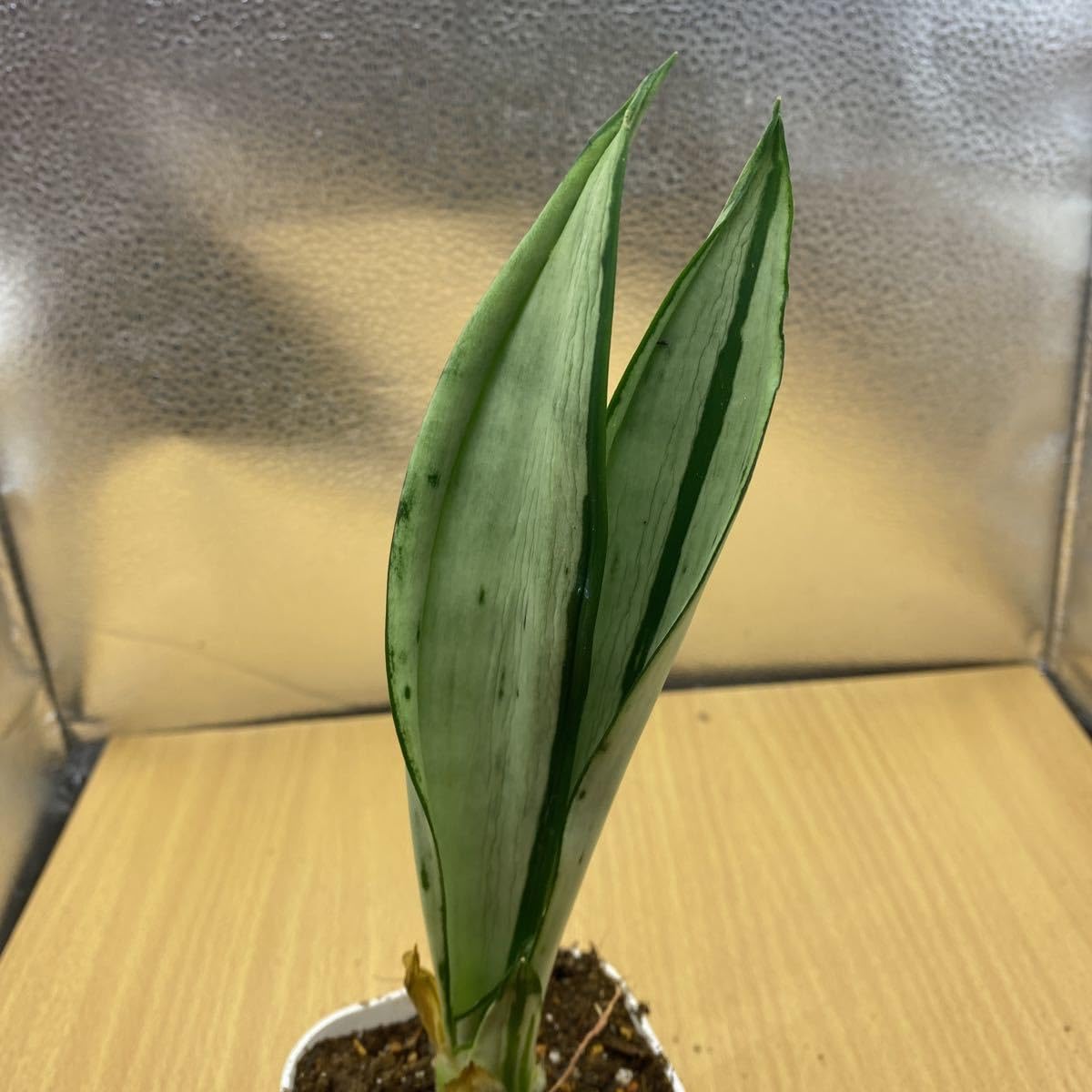 Amazon.co.jp: サンスベリア ムーンシャイン ブラジリアン