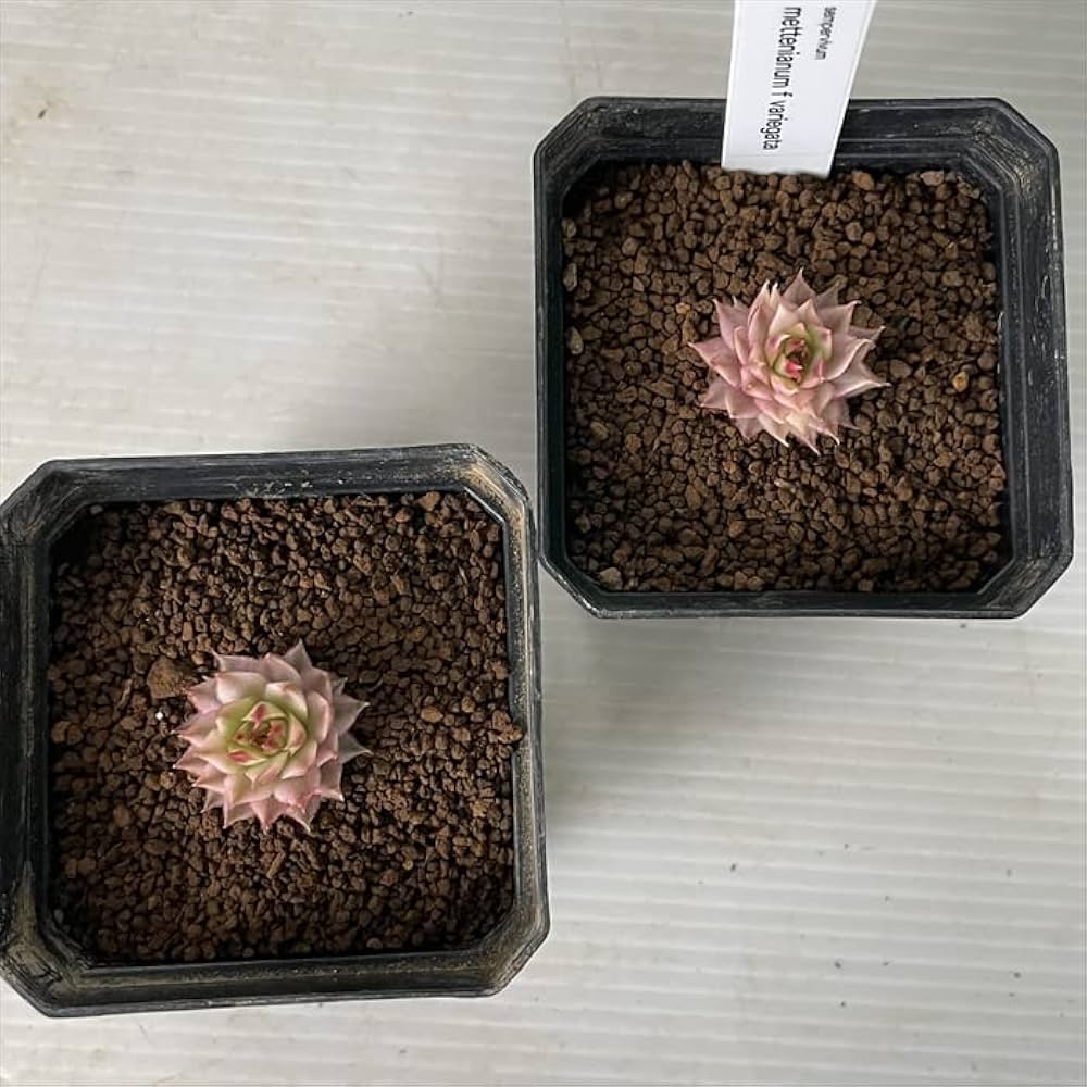 5.【現品　根付】セダム「ミニベル錦」多肉　5㌢鉢　斑入り 5.【現品 根付】セダム「ミニベル錦」多肉 5㌢鉢 斑入り - メルカリ