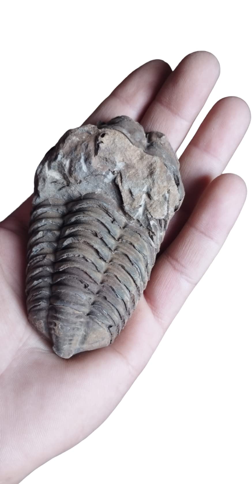 Trilobite N24