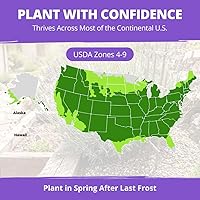 Vista 215 de HOME GROWN Semillas de diente de león para plantar 600 semillas de hierbas medicinales tradicionales (~ 0.01 oz) sin OMG cultivan hojas y flores