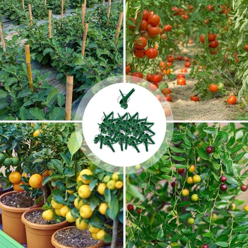 Abrazadera de soporte para injerto de verduras y fijación de sandía o berenjena 5