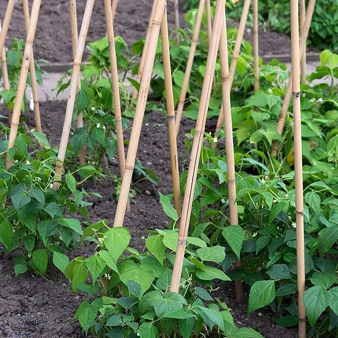 Suinga Pack 200 Tutores de Bambú 200 cm (10-12 mm) - Varillas Resistentes para Plantas, Árboles y Hortalizas | Soporte para Plantas, Tomates | Tutores para Plantas trepadoras