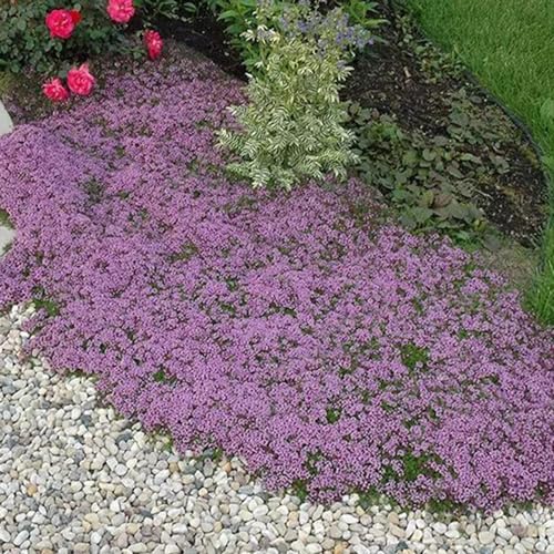 timo strisciante balcone parterre cucina selvaggio, autunno, perenne giardino selvaggio giardino perenne semi resistenti 300pcs