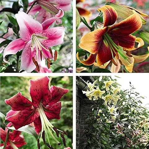 Suttons Towering Tree Lily Giant Flowers Bulb Collection Outdoor Garden Flowers 4 Varieties Plants Fragrant Blooms Hardy Perennial Supplied as 12 Bulbs Cover
