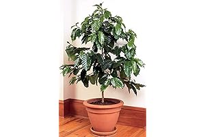 Flowers Arabian Coffee Tree Indoor - 5 Seeds: A Thriveful Plantation Begins...