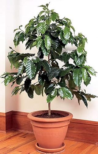 Semillas Árbol de café árabe Enano Montaña Perenne Jardín Flores para Plantar No GMO