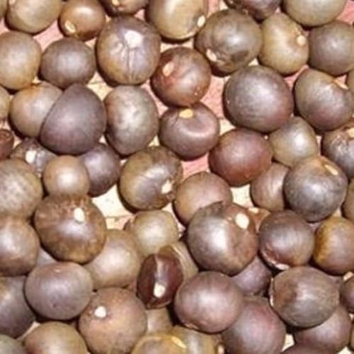 Miniatura 3 de Palm Beach Medicinal Herbs - Planta de Té (Camellia sinensis) - Paquete de 3 Semillas