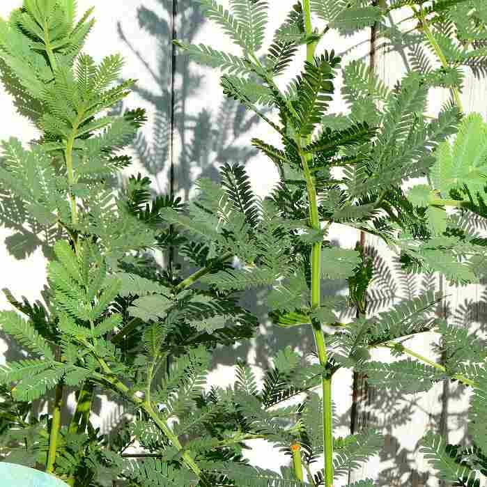 ミモザ　アカシア 苗　アカシア苗　ミモザ苗　特大サイズ　シンボルツリー Amazon.co.jp: アカシア 苗 ミモザ 苗 【 三角葉アカシア 苗