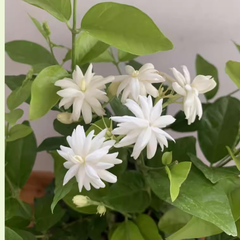 Amazon.com : 2 Jasmine Plants Live, Jasmine Flower Plant Indoors