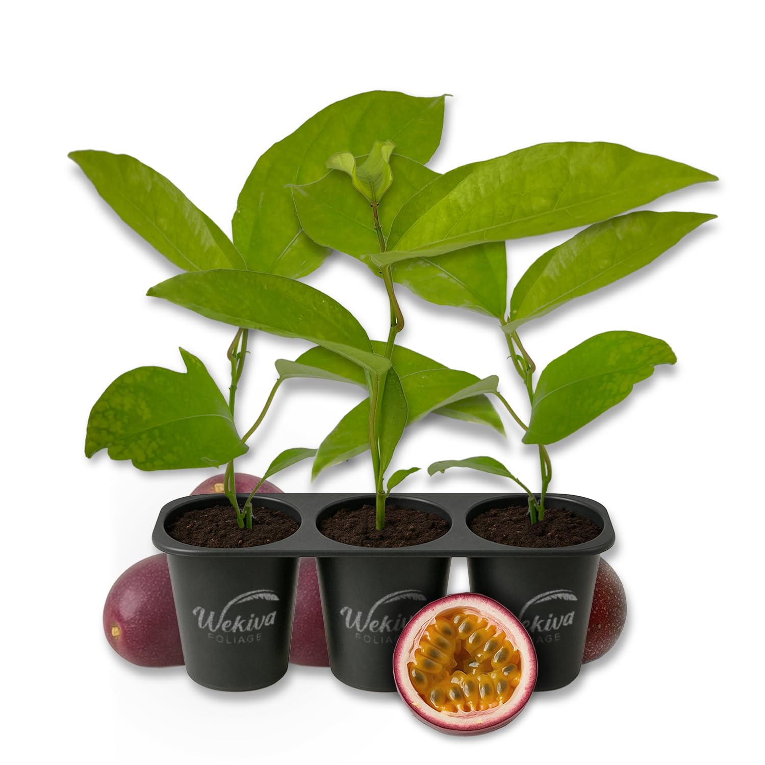 Purple Possum Passion Fruit Plant - 3 Live Starter Plants - Passiflora Edulis - Edible Fruit Bearing Vine for The Patio and Garden