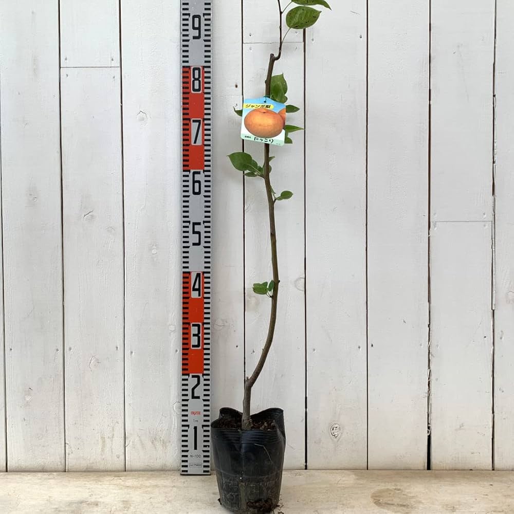 梨　にっこり　苗木　実付き Amazon.co.jp: 梨 苗木 にっこり 12cmポット苗 なし 苗 ナシ