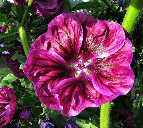 Seeds4Planting - Seeds Hollyhock Mallow Forest Purple - Organic #TOP4