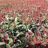 30 piezas semillas de níspero, plantar semillas, plantar árboles Photinia Fraseri petirrojo rojo, Comprar árboles, bonsais de interior bonsais Plantas resistentes en macetas, flores