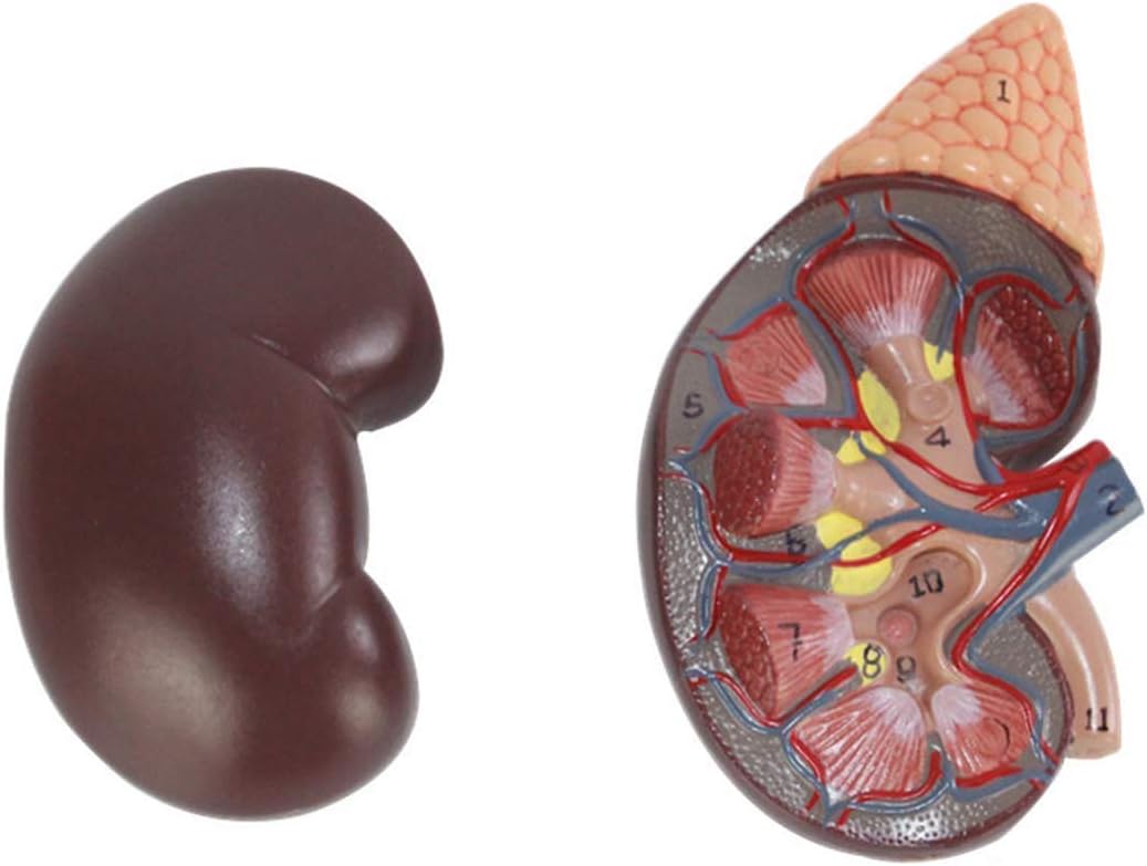 正規逆輸入品 学生のトレーニングの助けのための教育モデル人間の解剖学科学モデル人間解剖学的モデルpvc病変テンプレート Cougaropen Com