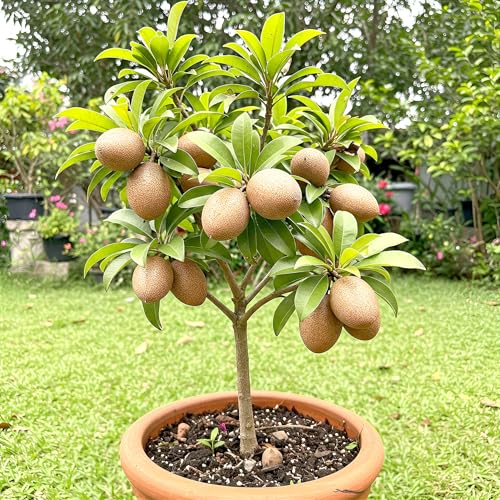 Zoropic Enterprise Brown Chiku (Sapota) Live Fruit Plant | Health...