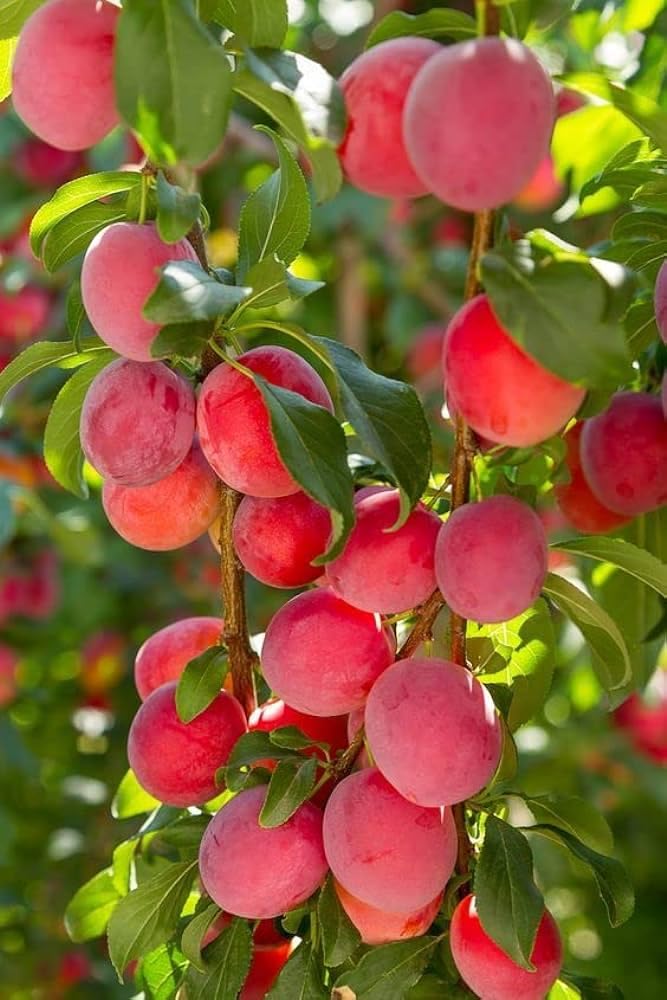 Vamsha Nature Care Live Dwarf Bonanza Peach Tree