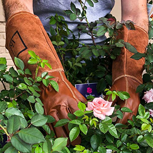 Artak Rose Pruning Gloves Leather Rose Gardening Gloves For Men And Women Long Thorn Proof Cowhide Gauntlet Protective Rose Gloves For Rose Bushes Ready To Plant Brown Garden Gloves Large thumb #6