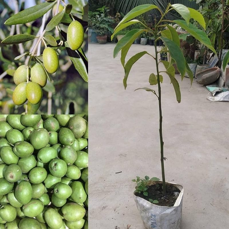 Outdoor Ceylon olive||Indian olive||wild olives||jolpai live fruit tree plant for home gardening live plant(grafting) Pack of 1 (B0D46RQ8WS) Amazon Price History, Amazon Price Tracker