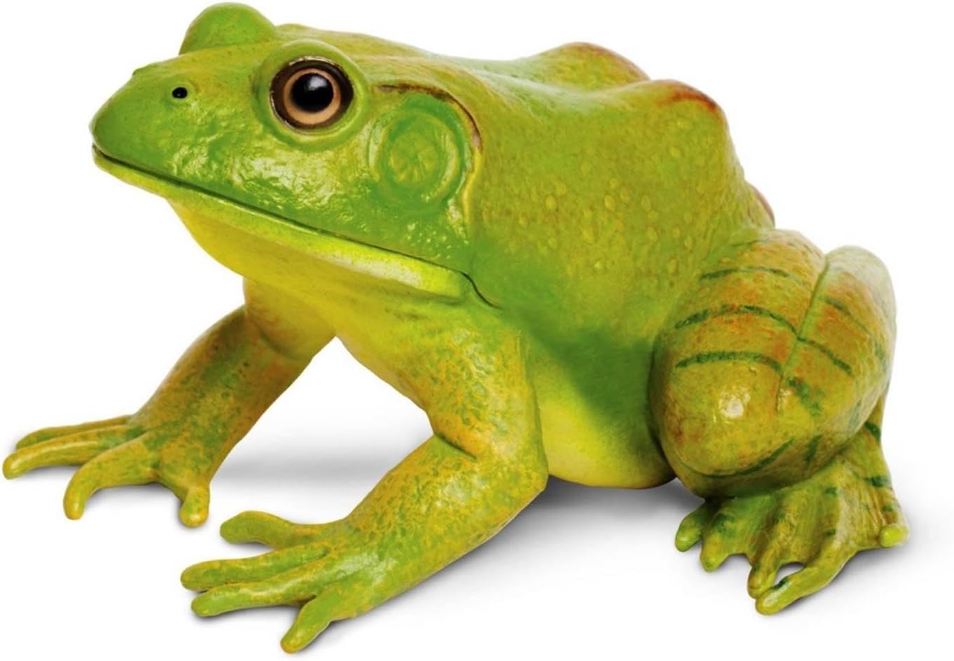 Safari Ltd. American Bullfrog Figurine - Realistic 4.75" Model Figure - Educational Toy for Boys, Girls, and Kids Ages 18M+