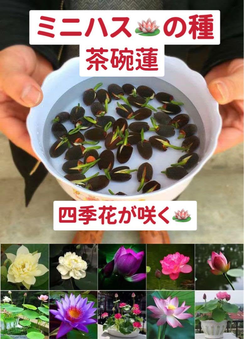 Amazon.co.jp: ミニハスの種 茶碗蓮 ハスの種 屋内外植付け可能 お得な