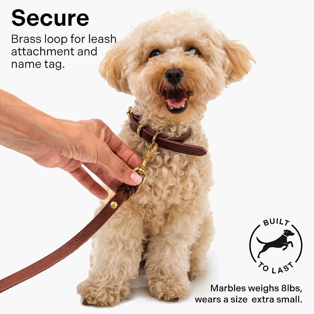 Scout Supply - Collar clásico de cuero para perro, cuero grueso de grano completo, herrajes de latón impermeable y resistente al óxido (marrón oscuro, pequeño)