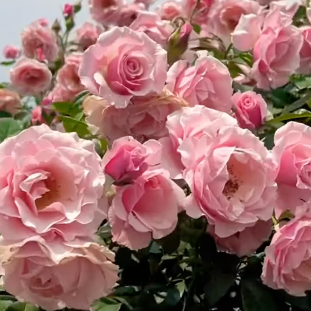 Pearly Gates Peachy Climbing Rose