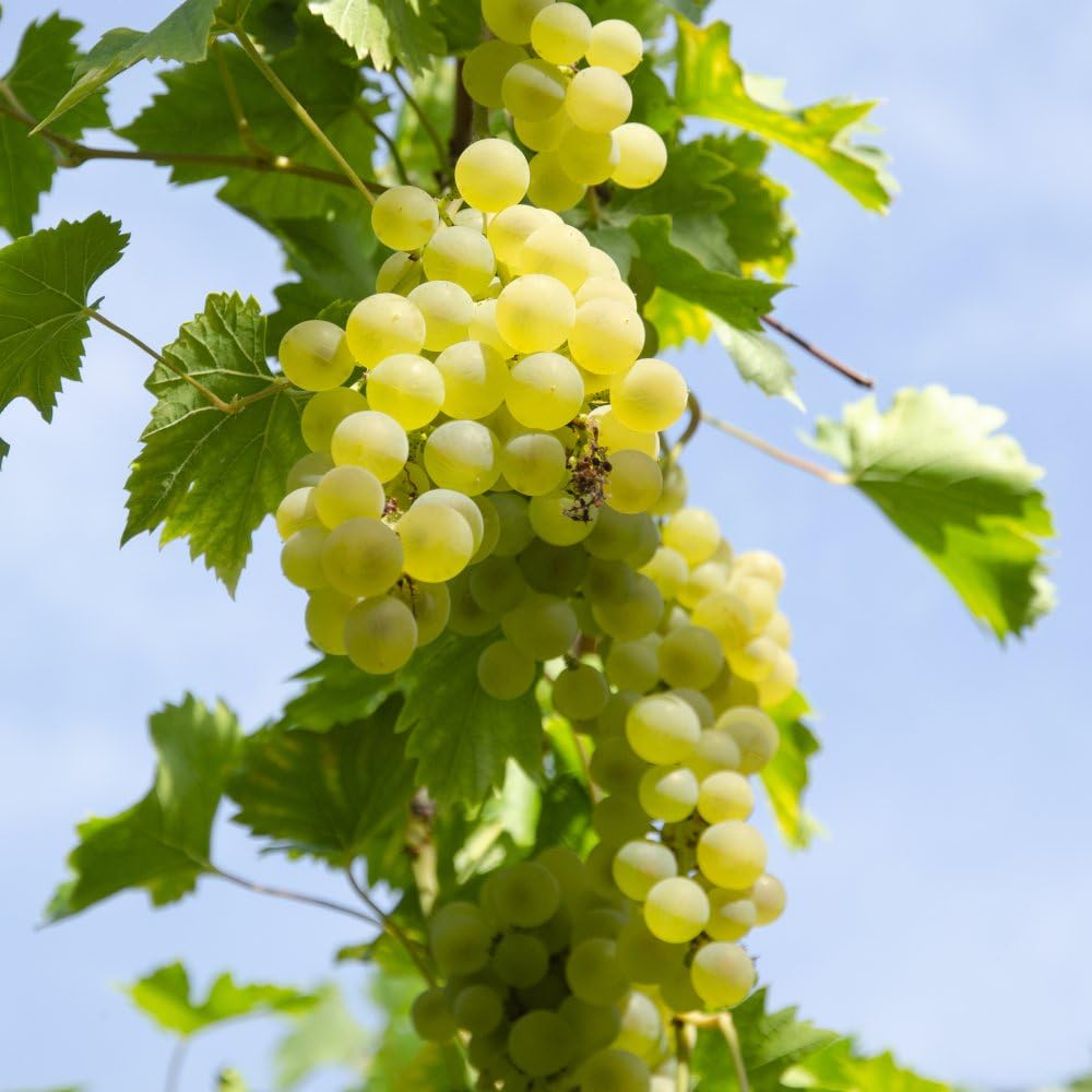 Grape Vine Vitis (Grape) Bianca - Cold-Hardy, Disease-Resistant | Ideal for Cold Climates | Medium to Large Clusters of Seeded Grapes - 1x 15cm Potted Plant By Thompson & Morgan