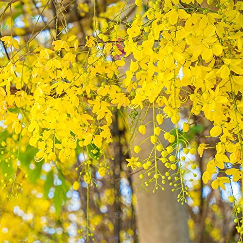 Qauzuy Garden 10 Seeds Golden Shower Tree Seeds Purging Cassia Fistula Indian Laburnum Pudding-Pipe Tree Seeds- Rare Gold Rush Yellow Flower Plant- Easy Grow #TOP5