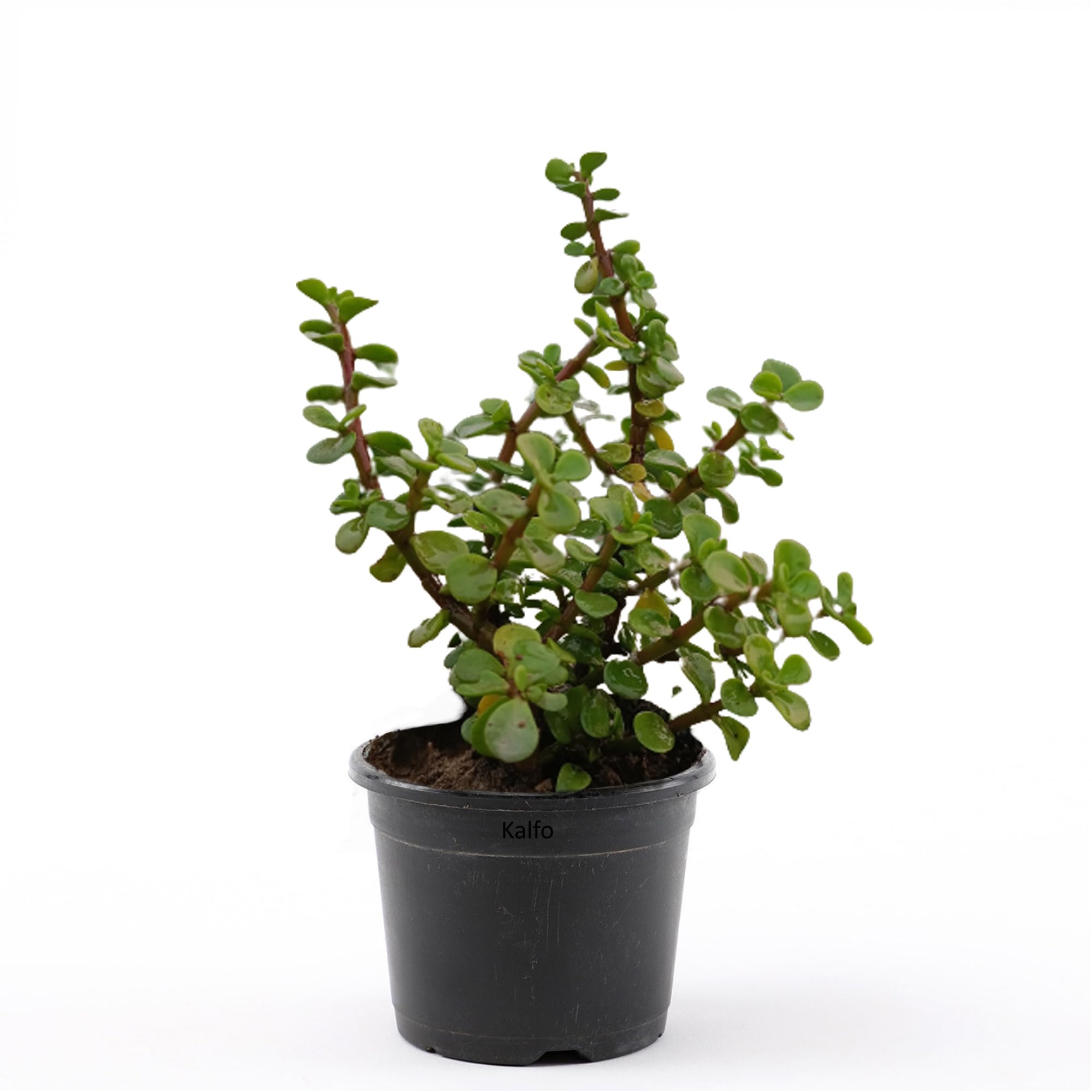 Kalfo Good Luck Live Jade Plant with Black Plastic pot Indoor plant for Living Room, Kitchen, Bedroom, Office Table and Balcony (B0CKVV6DKW) Amazon Price History, Amazon Price Tracker