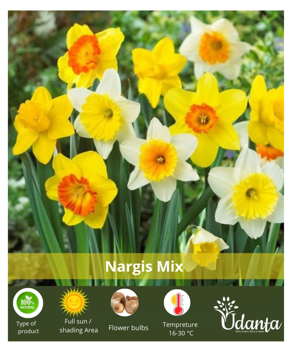 See full amazon price history chart for Udanta ® | Nargis mix best for winter | pack of 10 flower bulbs Udanta ® | Nargis mix best for winter | pack of 10 flower bulbs (B09N7DJ1JH) Amazon Price History, Amazon Price Tracker
