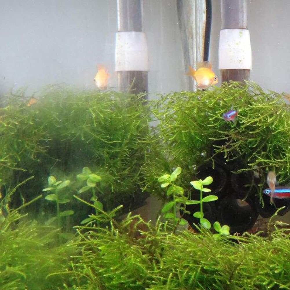 50 semillas de plantas de acuario, decoración de pecera de tortuga, hierba de agua