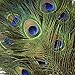 Natural Peacock Eye Feathers - 40-45
