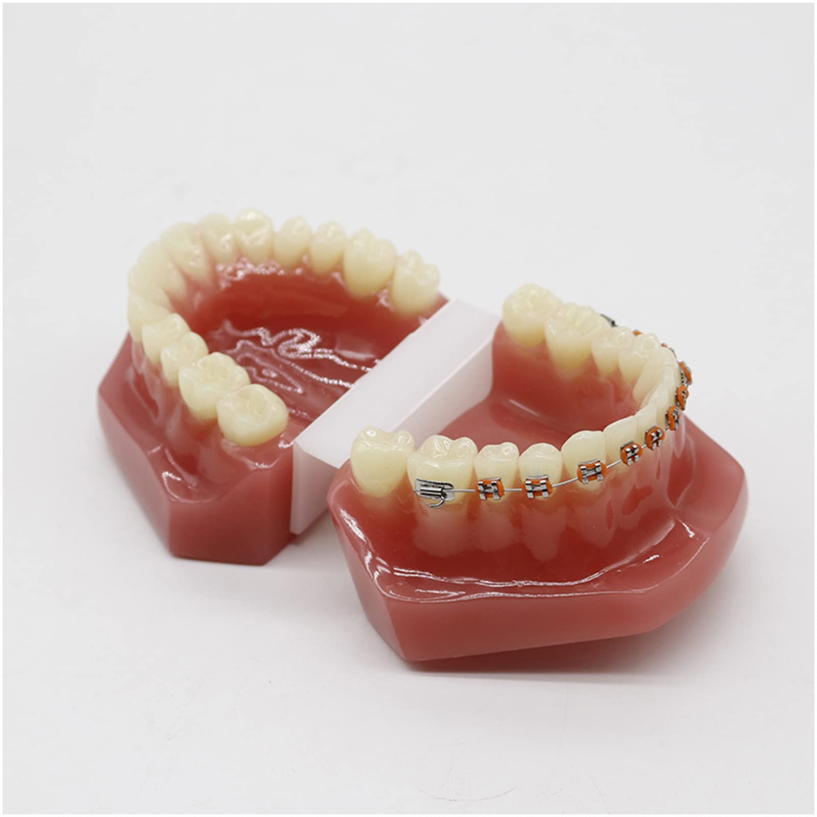 Ortodontyczny model zębów dentystycznych, model zębów ortodontycznych, 28 szt. zębów ceramicznych szelek do praktyki dydaktycznej, z metalowym i ceramicznym wspornikiem (C)