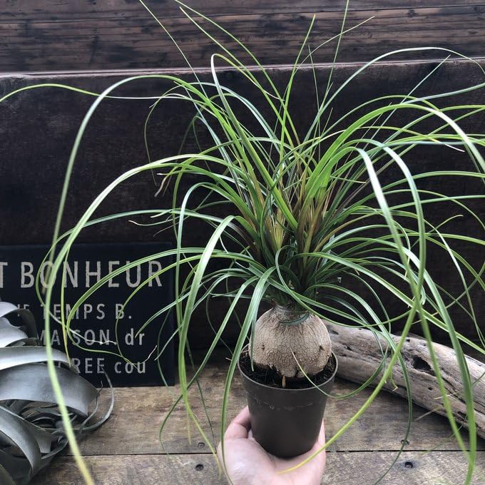 Amazon｜ポニーテール トックリラン ノリナ 観葉植物 おしゃれ｜観葉