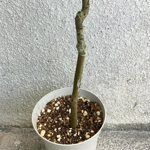 Amazon.co.jp: レイシ・ライチ苗 桂味種 接ぎ木苗 : DIY・工具・ガーデン