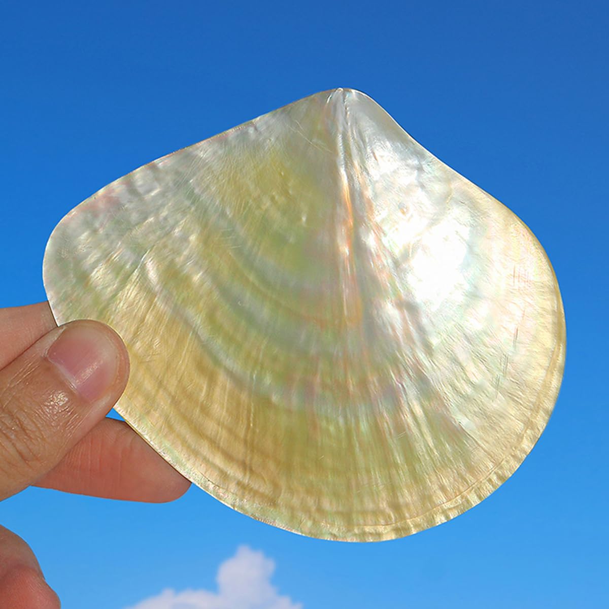 Coquillage, Coquille de mer Rare et réelle, 1 pièce, 9-10Cm, conque, décoration(10cm)