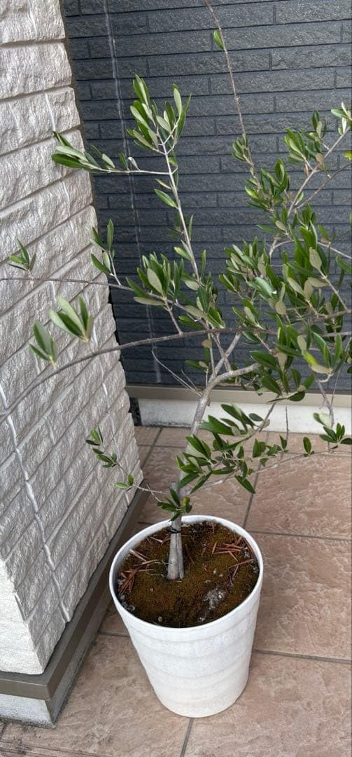 オリーブの木 鉢植え 常緑樹 Amazon｜オリーブの木 鉢植え 常緑樹｜観葉植物 オンライン通販