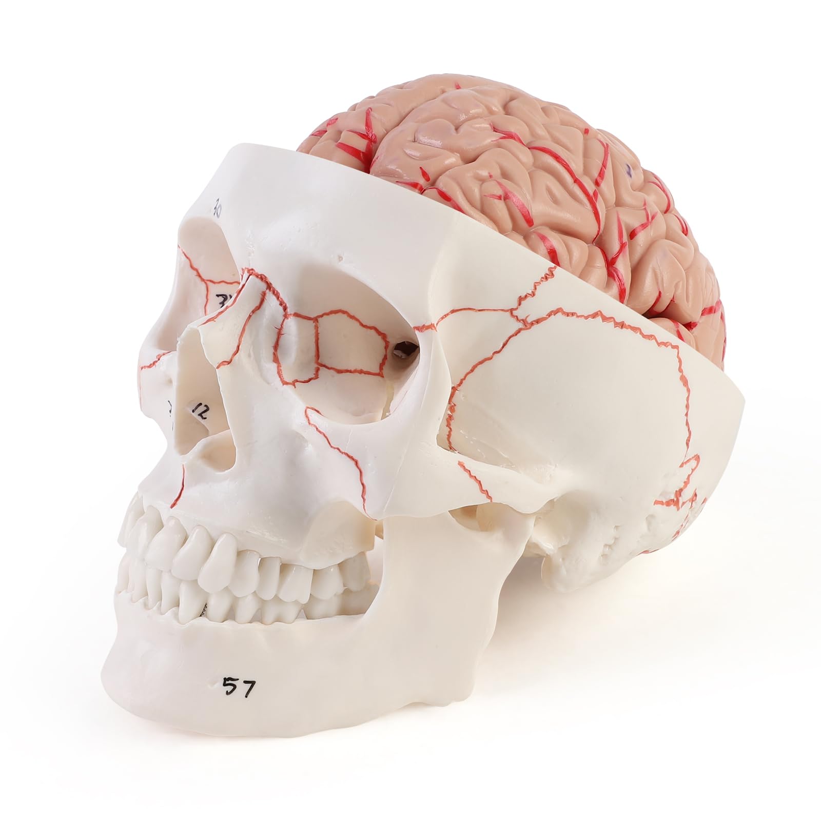 ERWEY Modello anatomico del cervello del cranio, modello anatomico della testa umana con cervello e scrittura incisa laser, dimensione naturale, cranio adulto umano staccabile con 8 parti