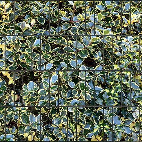 PerfectHD Zaunsichtschutz - Sichtschutz mit Motiv - Sichtschutz Bedruckt - Stechpalme Bunt - Polyester Gewebe - 26 m Rolle - 19 cm breit - 32 Motive