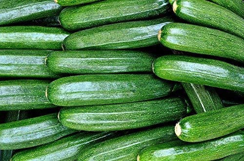 Calabacín Astra Polka - SEMI TRATTATI - semi; solo semillas