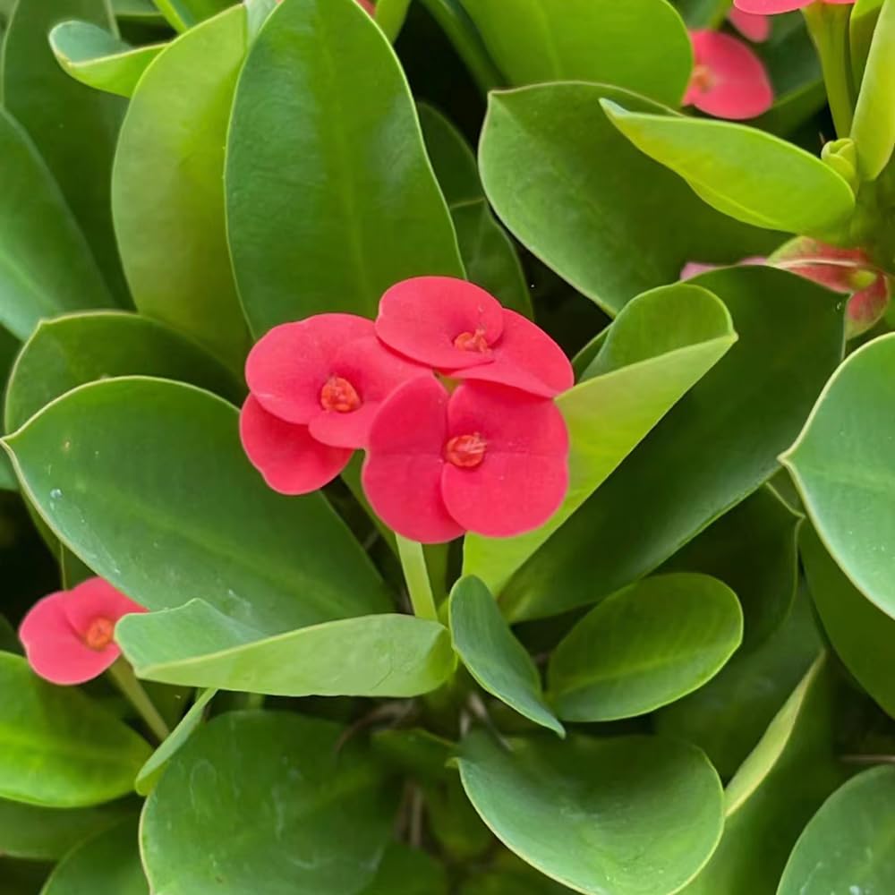 Corona De Espinas Semillas De Espina De Cristo (Euphorbia Milii