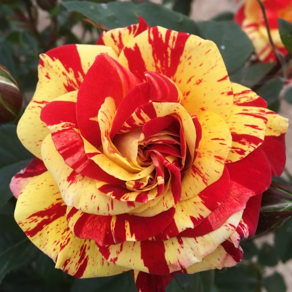 Brushstrokes - 5.5lt Potted Floribunda Garden Rose Bush - Striking and Unusual Vibrant Red and Yellow Striped Blooms, Fragrant & Very Healthy