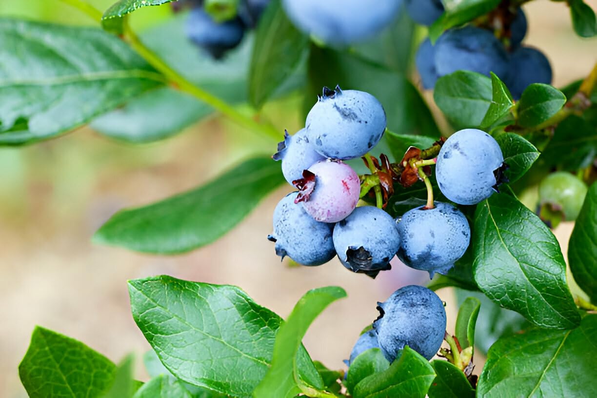 Healthy Vibe Live Blueberry Plant | Exotic Fruit-Bearing Plant for Home Garden, Balcony & Terrace | Rich in Antioxidants | Easy to Grow in Pots | Organic Superfruit Tree-image-49