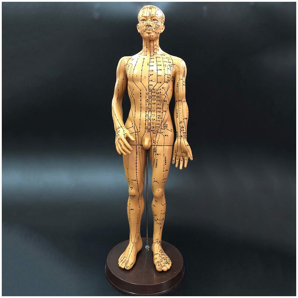 Sjdopulse Men's Acupuncture Model - 19Inch Acupuncture Model - Chinese Medicine Meridian Point Whole Body Massage Acupuncture Model - For Study Teaching